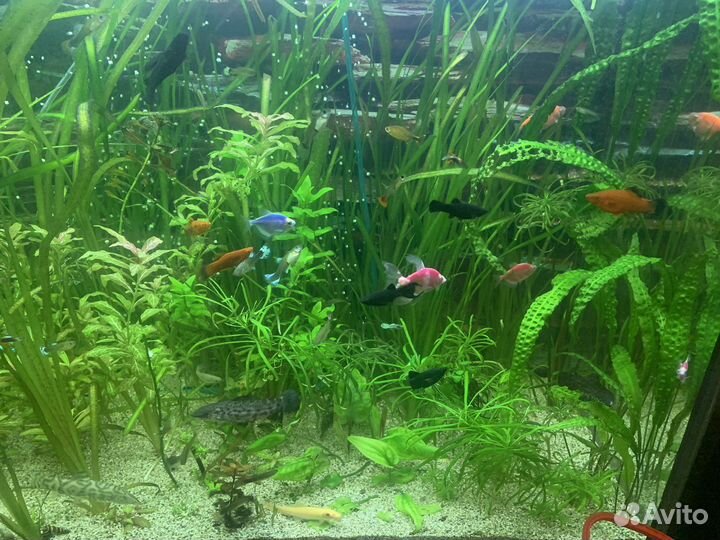 Аквариумное растение