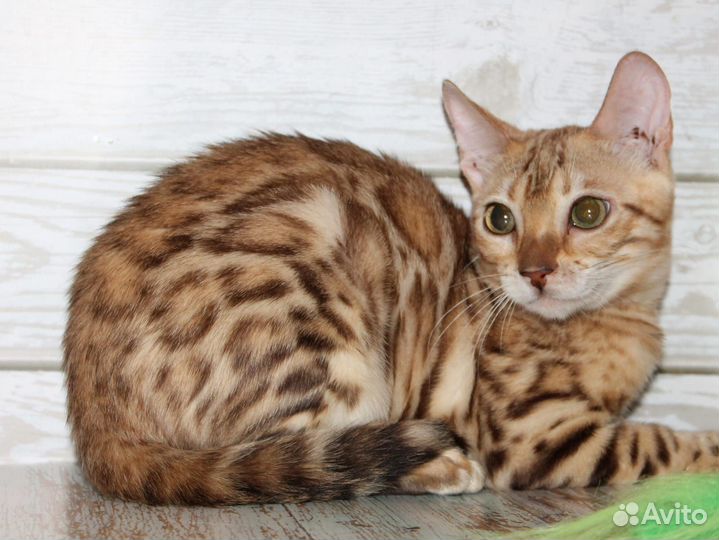 Бенгальская