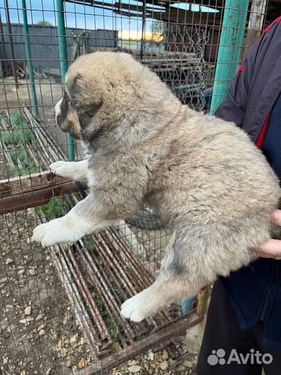 Среднеазиатская овчарка алабай щенки
