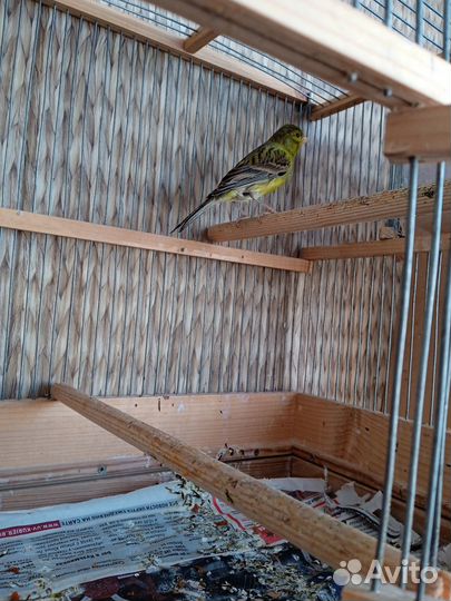 Кенара и канарейки