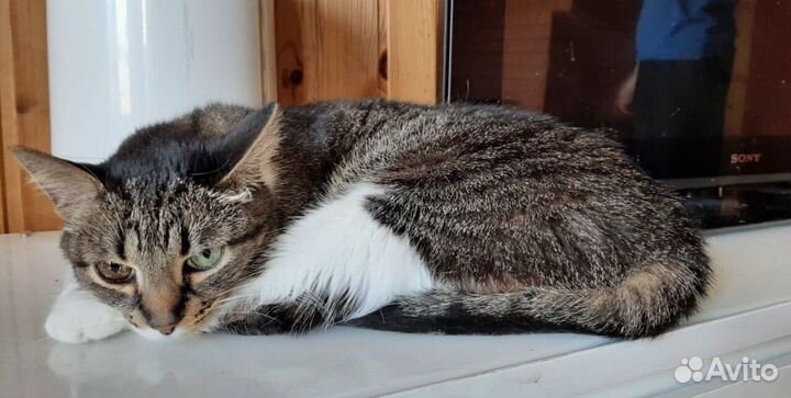 Кот Марс ищет дом