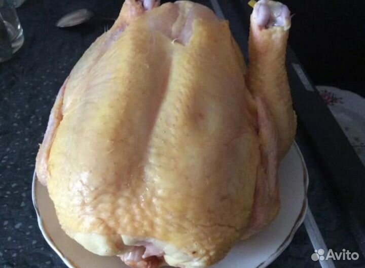 Куры домашние