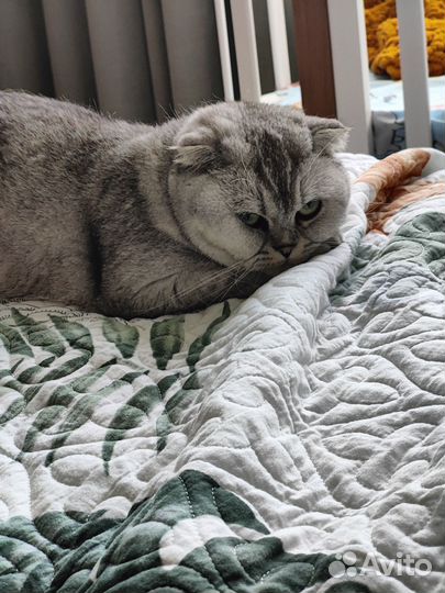 Шотландская вислоухая кошка бесплатно