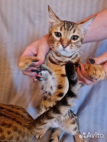Бенгальская леопардовая кошка