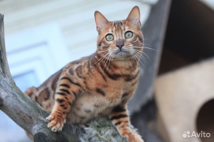 Вязка с ярким бенгальским котом