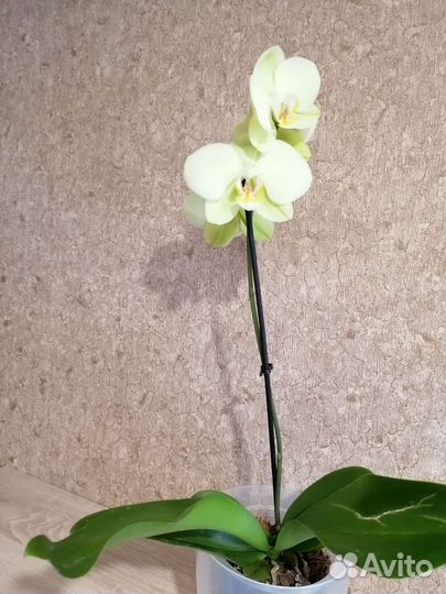 Орхидея фаленопсис