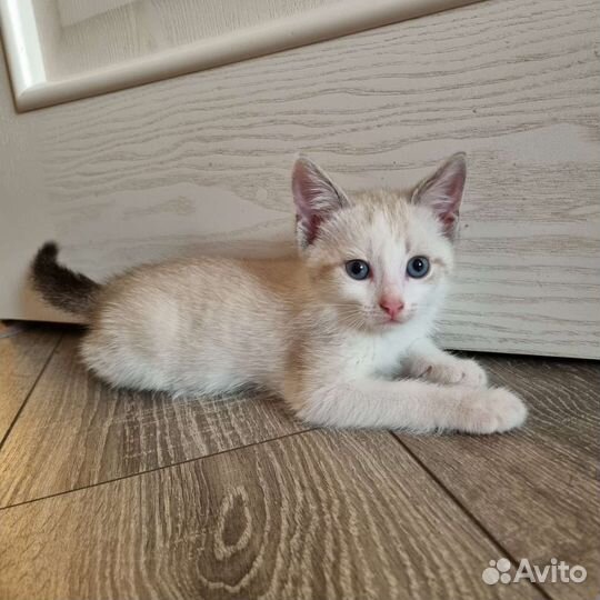 Котенок девочка 2 месяца