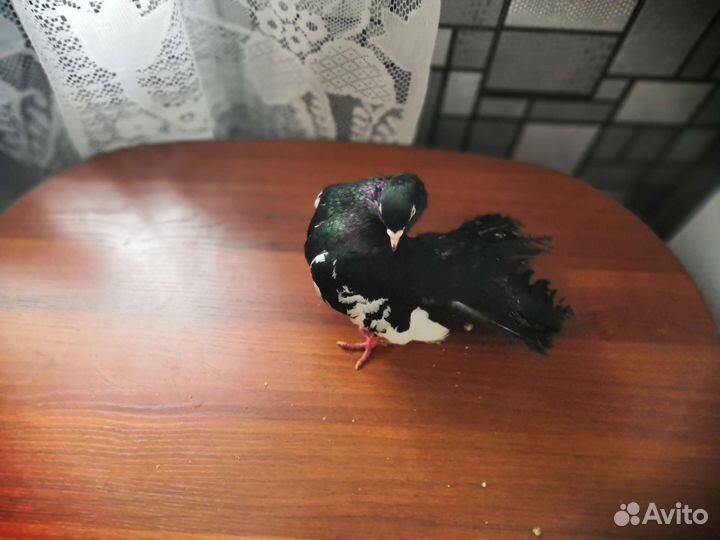 Голуби статные