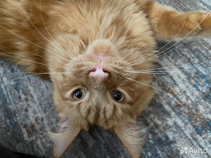 Передержка кошек