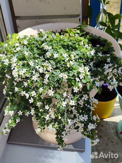 Бакопа белая