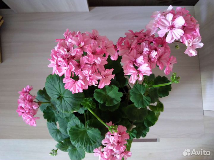 Пеларгония герань