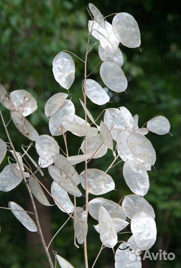 Семена лунарии