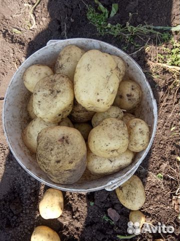 Картофель едовой