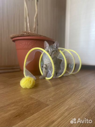 Кошки в добрые руки