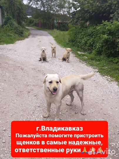 Щенки лабрадора