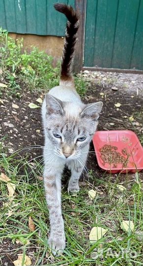 Погибает породистая кошечка