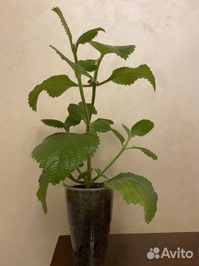 Мята домашняя