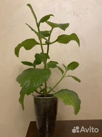 Мята домашняя