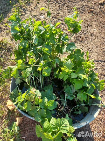 Саженцы ежевики