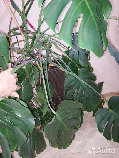Продам цветы монстера