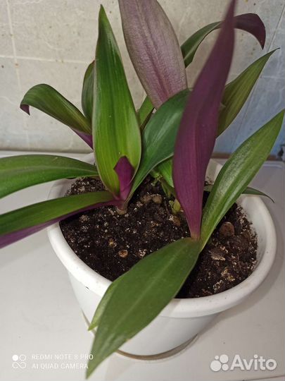 Рео комнатный неприхотливый цветок