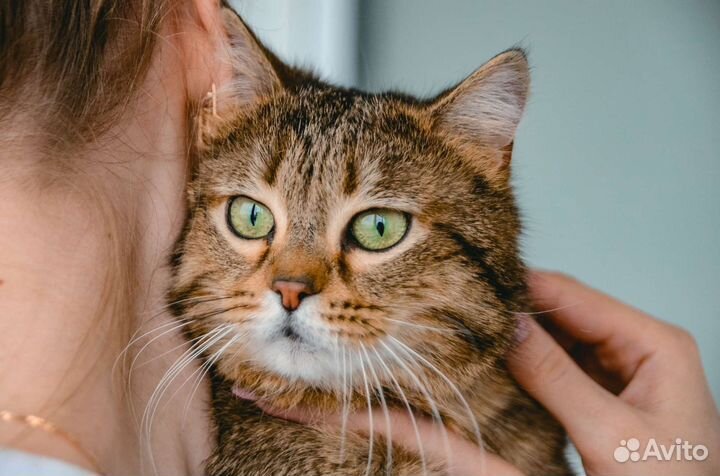 Кот Проша