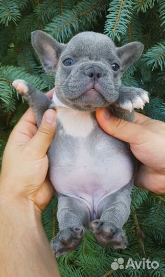 Французики