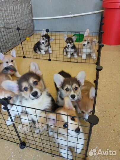 Щенки вельш корги пемброк