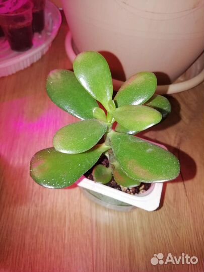 Суккуленты толстянка, хатиора, алоэ