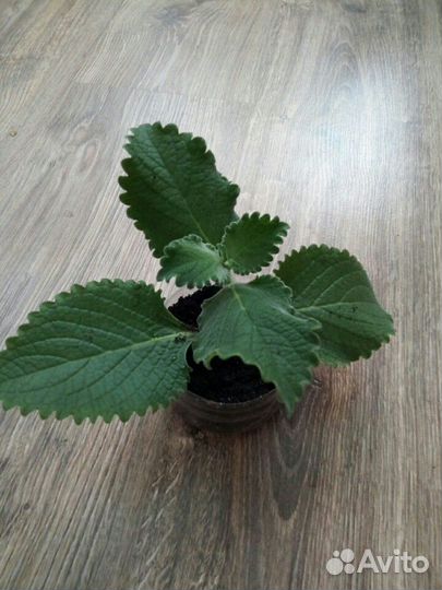 Ктенанте,Нанук,Плектрантус,Пеларгонии