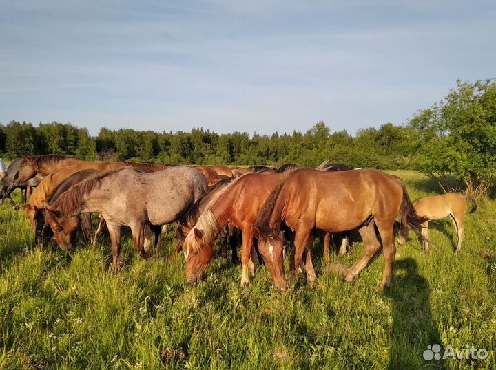 Продам лошадей