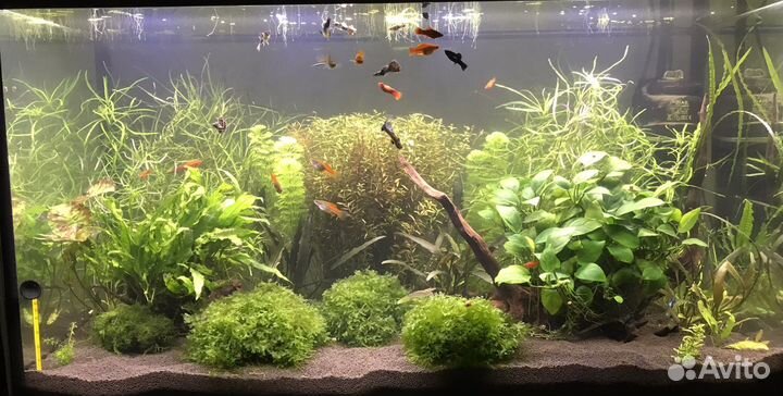 Аквариумные растения роталла