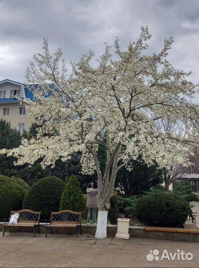 Магнолия кобус