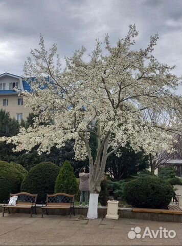 Магнолия кобус