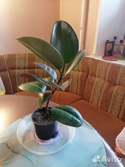 Фикус каучуконосный