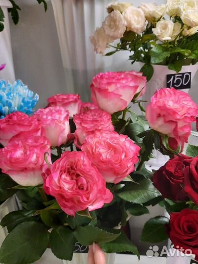 Роза,букеты, композии,с доставкой