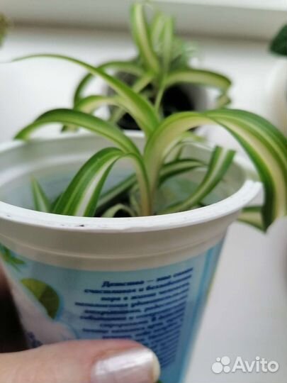 Хлорофитум хохлатый