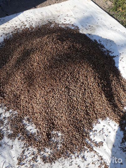 Семена кориандра (кинза)