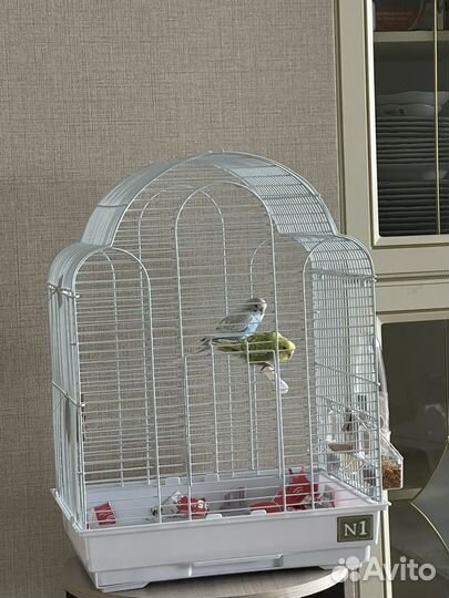 Волнистый попугаи