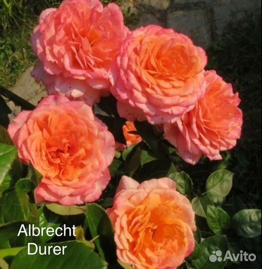 Кустовые розы саженцы
