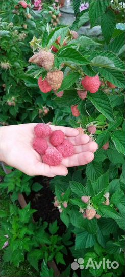 Саженцы малины Таруса