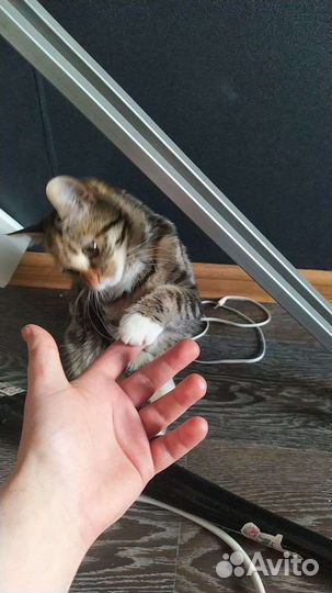 Кошка бесплатно