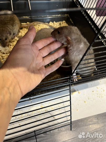 Крыса дамбо с клеткой