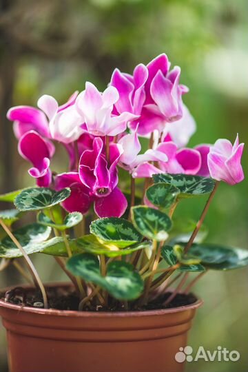 Семена цикламена, Гибискуса травянистого