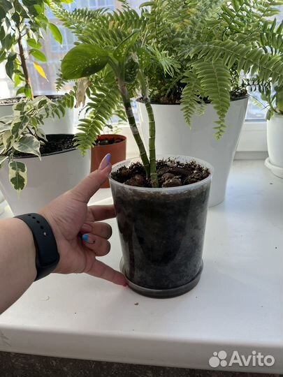 Диффенбахия