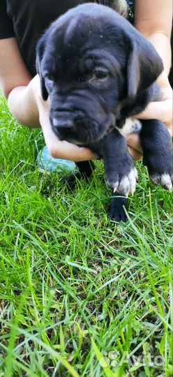 Питбуль-Курцхар