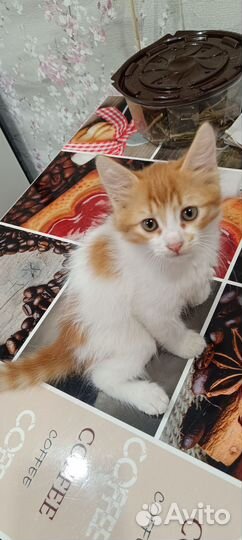 Самые красивые котята