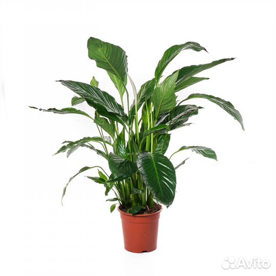 Горшечные растения