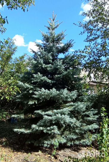 Ель голубая