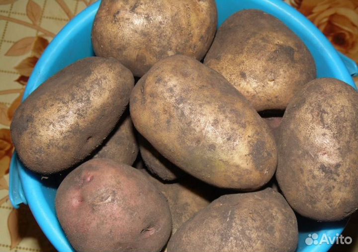 Продам картофель крупный домашний